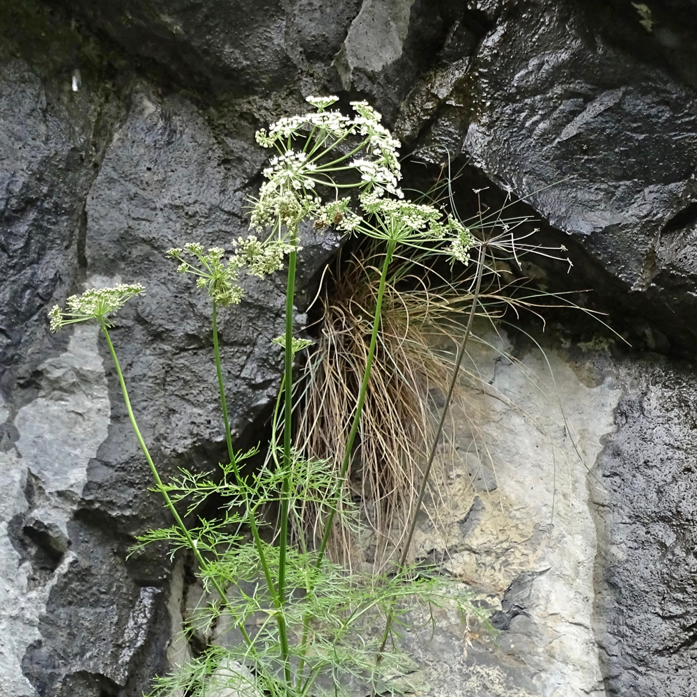 Raibler Haarstrang / Peucedanum austriacum subsp.rablense