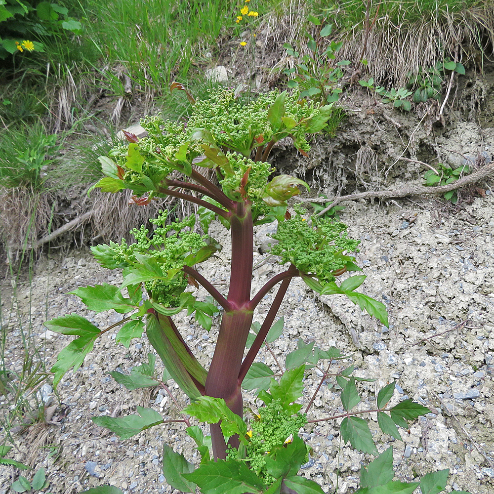 Riesen-Haarstrang / Peucedanum verticillare