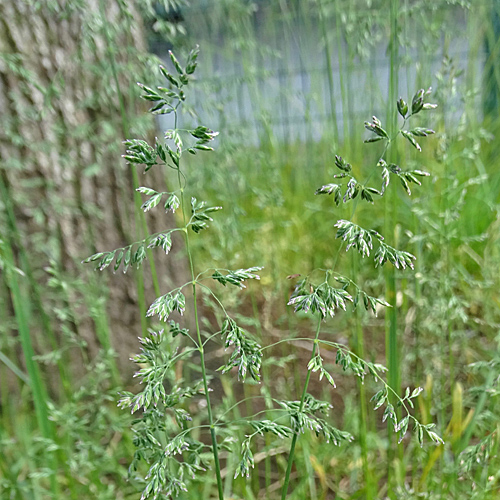 Gewöhnliches Wiesen-Rispengras / Poa pratensis