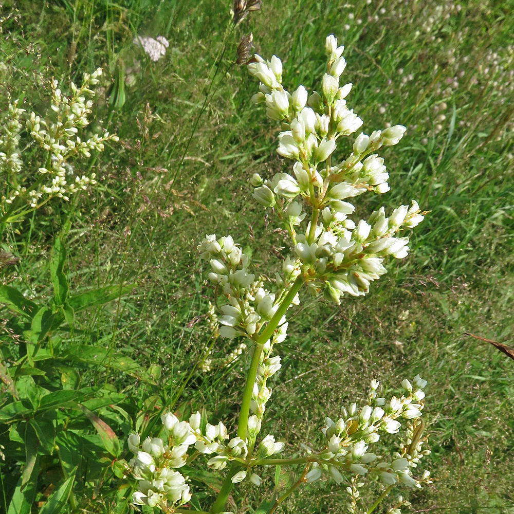 Alpen-Knöterich / Polygonum alpinum