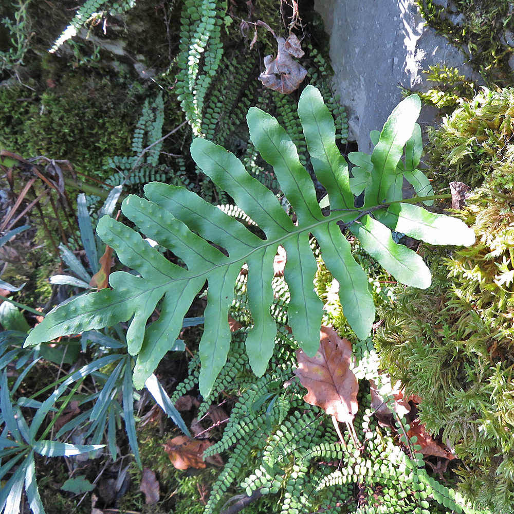 Gallischer Tüpfelfarn / Polypodium cambricum