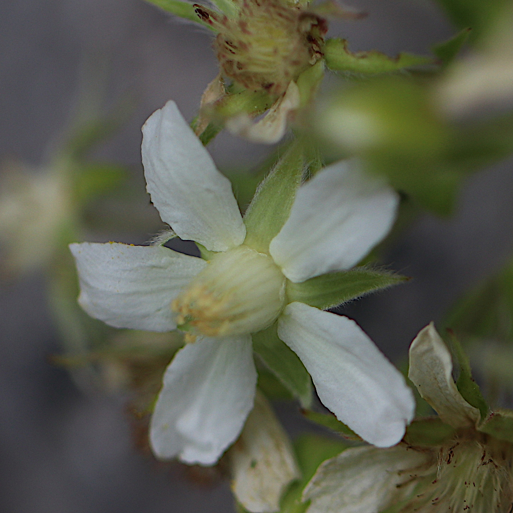 Vielstängeliges Fingerkraut / Potentilla caulescens