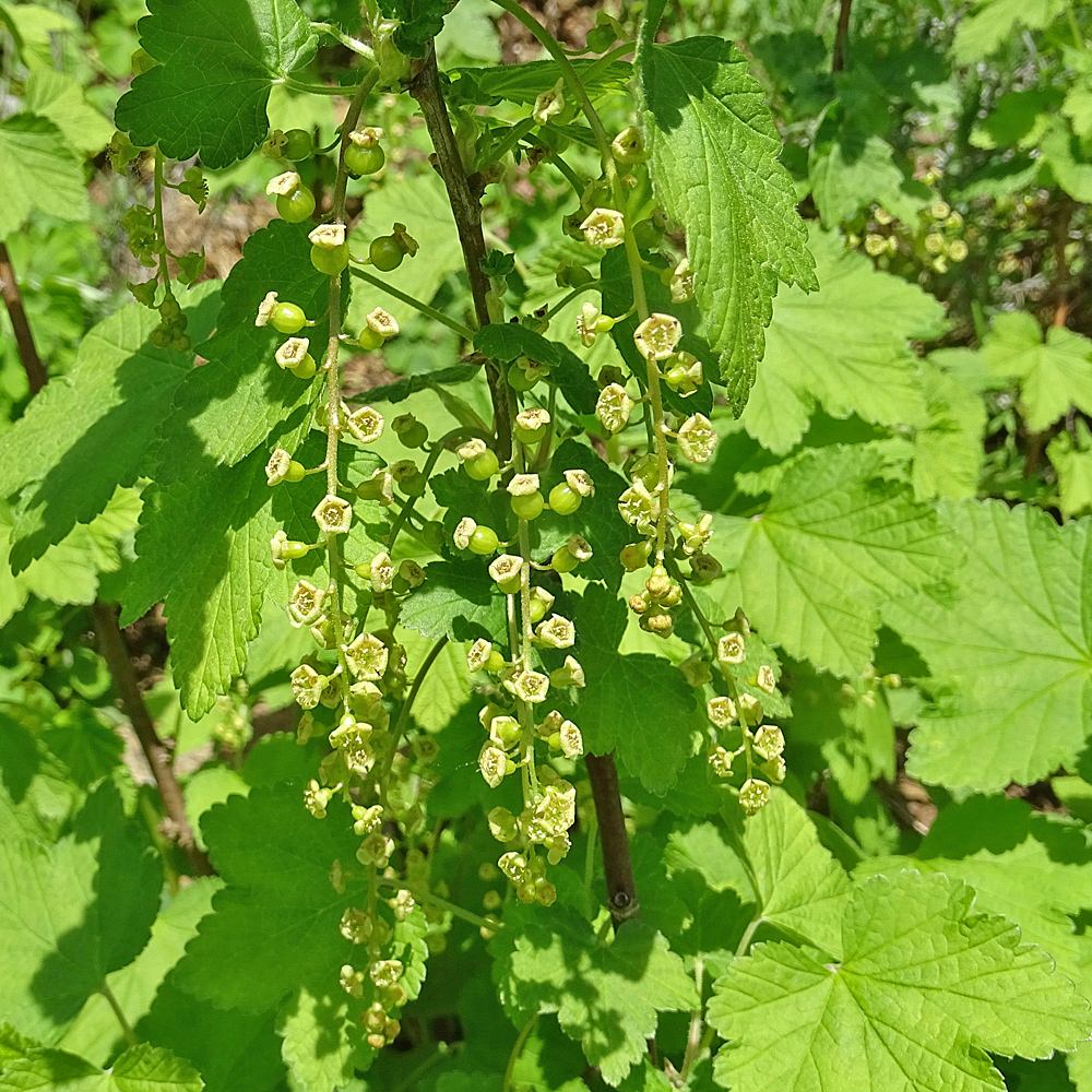 Rote Johannisbeere / Ribes rubrum