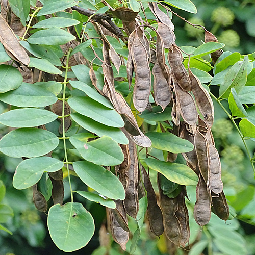 Robinie / Robinia pseudoacacia (Frucht) aus dem Online