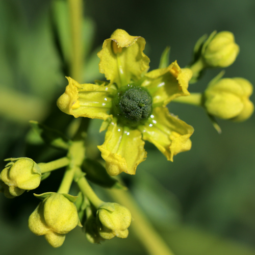 Wein-Raute / Ruta graveolens