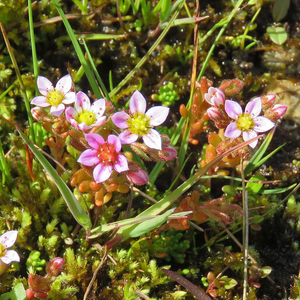 Moor-Mauerpfeffer / Sedum villosum