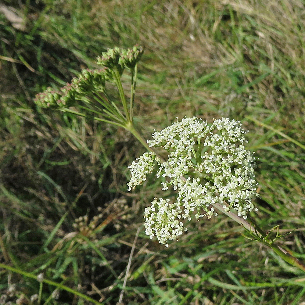 Einjähriger Bergfenchel / Seseli annuum