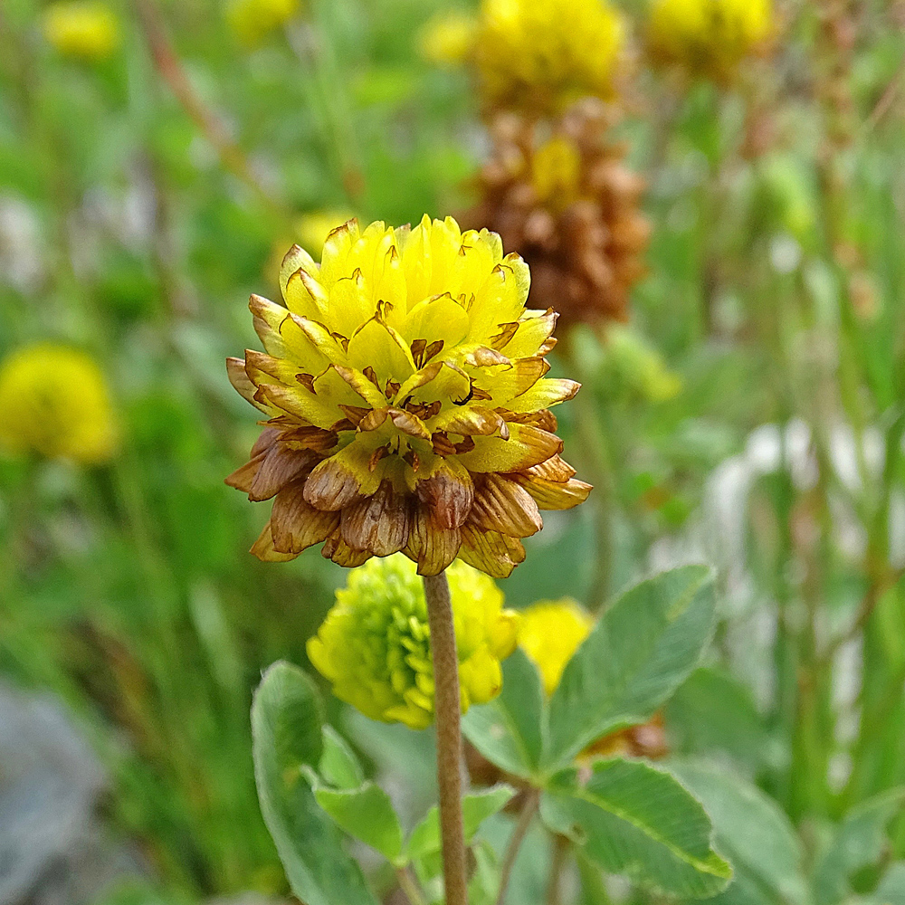 Braun-Klee / Trifolium badium