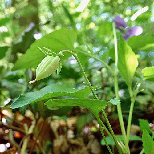 Wald-Veilchen / Viola reichenbachiana