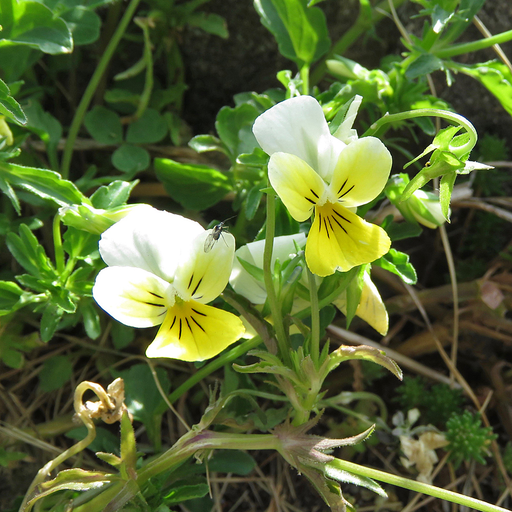 Felsen-Stiefmütterchen / Viola tricolor subsp.subalpina