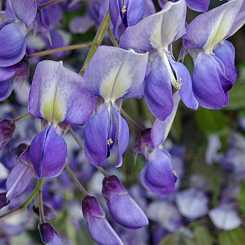 Kletterpflanzen Fr Hauswand Gesucht Blauregen  Wisteria