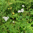 Habitusfoto Achillea macrophylla