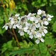 Blütenfoto Achillea macrophylla