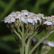 Foto Kelch Achillea millefolium