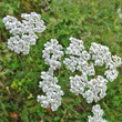 Portraitfoto Achillea millefolium