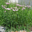 Habitusfoto Achillea millefolium