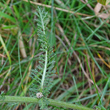 Blätterfoto Achillea millefolium