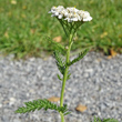 Stängel-/Stammfoto Achillea millefolium