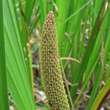 Blütenfoto Acorus calamus