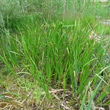 Habitusfoto Acorus calamus