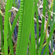 Foto von Besonderheit Acorus calamus