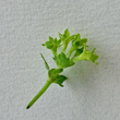 Foto Kelch Alchemilla glabra aggr.