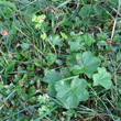 Habitusfoto Alchemilla glabra aggr.