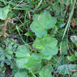 Blätterfoto Alchemilla glabra aggr.