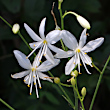 Portraitfoto Anthericum ramosum