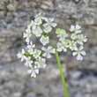 Blütenfoto Anthriscus cerefolium