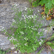 Habitusfoto Anthriscus cerefolium