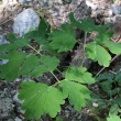 Blätterfoto Aquilegia atrata