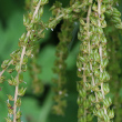 Fruchtfoto Aruncus dioicus