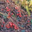 Fruchtfoto Asparagus tenuifolius