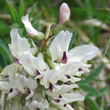 Foto von Besonderheit Astragalus australis