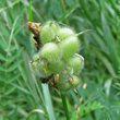 Fruchtfoto Astragalus cicer