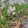 Portraitfoto Astragalus depressus