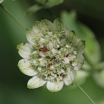 Fruchtfoto Astrantia major