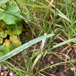 Blätterfoto Bromus secalinus