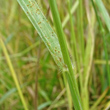 Stängel-/Stammfoto Bromus secalinus