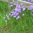 Habitusfoto Campanula patula