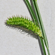 Fruchtfoto Carex vesicaria