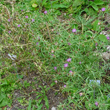 Habitusfoto Centaurea calcitrapa