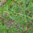 Blätterfoto Centaurea calcitrapa