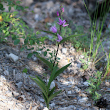 Habitusfoto Cephalanthera rubra