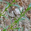 Blätterfoto Cerastium arvense