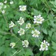 Portraitfoto Chaerophyllum temulum