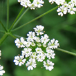 Blütenfoto Chaerophyllum temulum