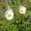 Blütenfoto Cistus monspeliensis