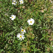 Habitusfoto Cistus monspeliensis